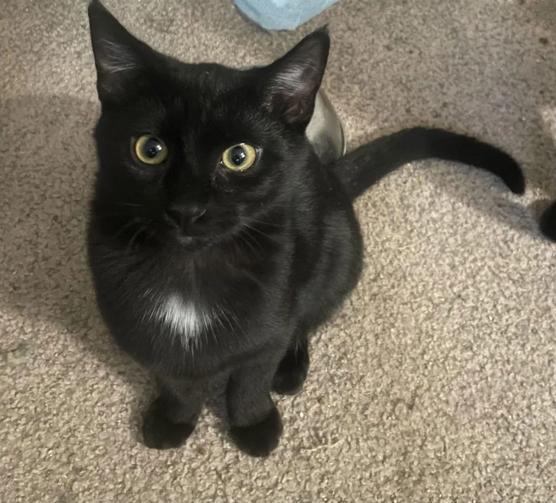 Orbit  Star  thumbnail 2