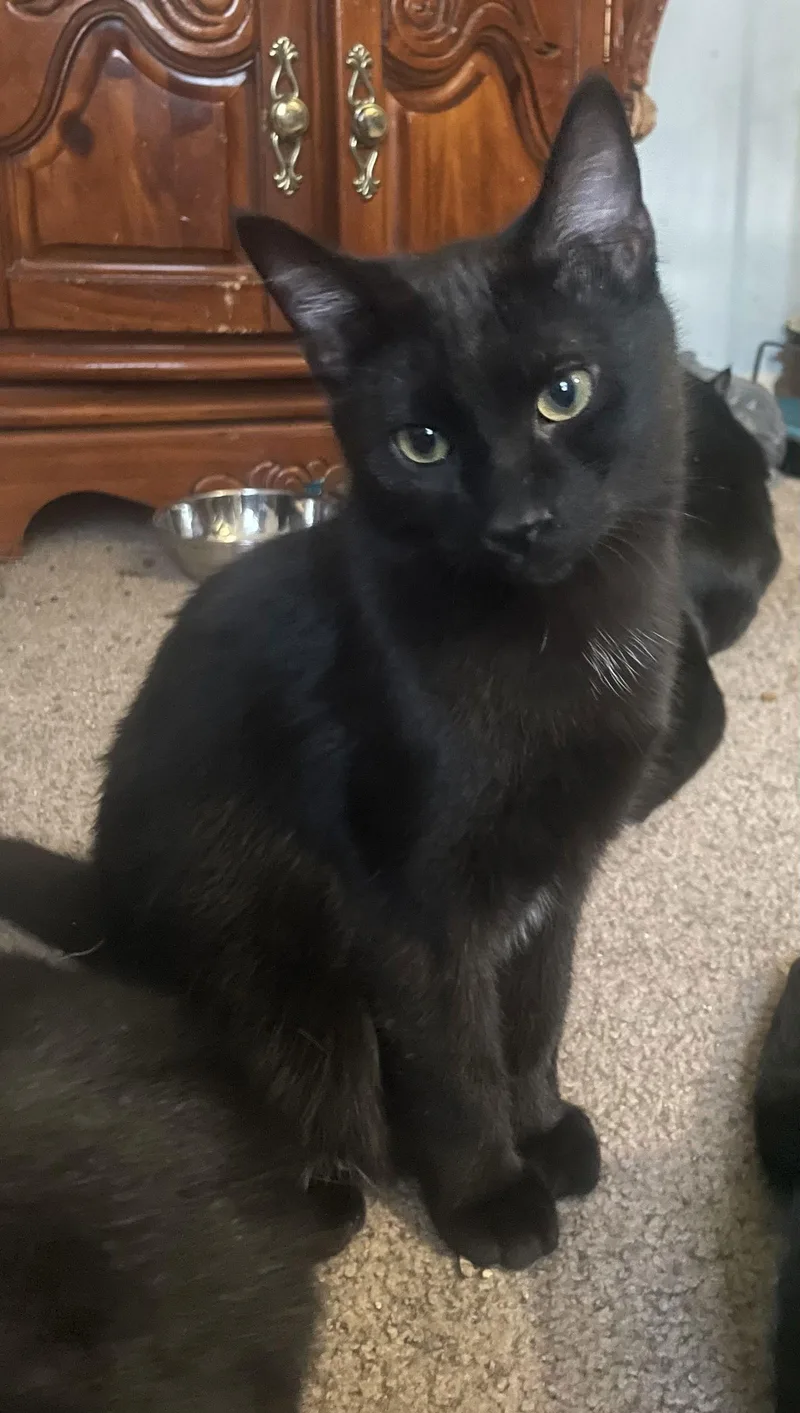 Orbit  Star  thumbnail 3