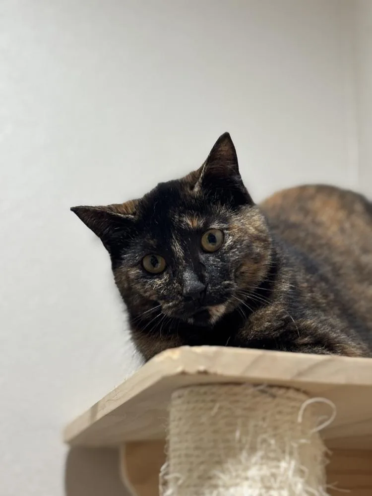 Firefly Finn photo 1