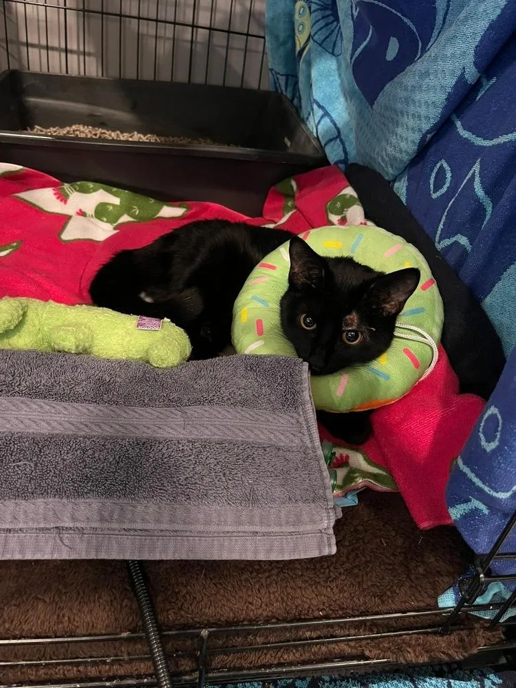 Bastet Aka Cinco Mello thumbnail 2