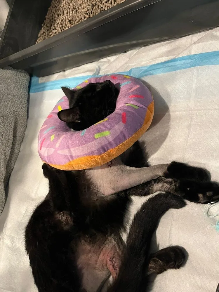 Bastet Aka Cinco Mello thumbnail 3