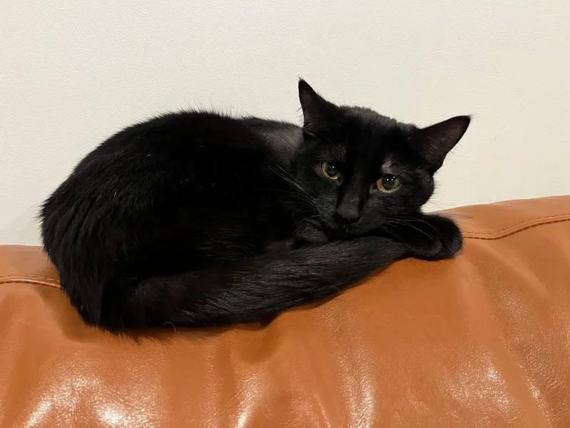 Bastet Aka Cinco Mello thumbnail 4