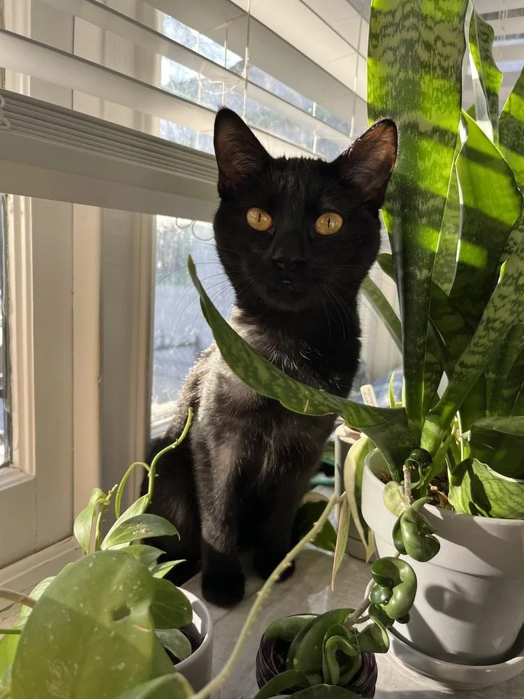 Bastet Aka Cinco Mello thumbnail 5