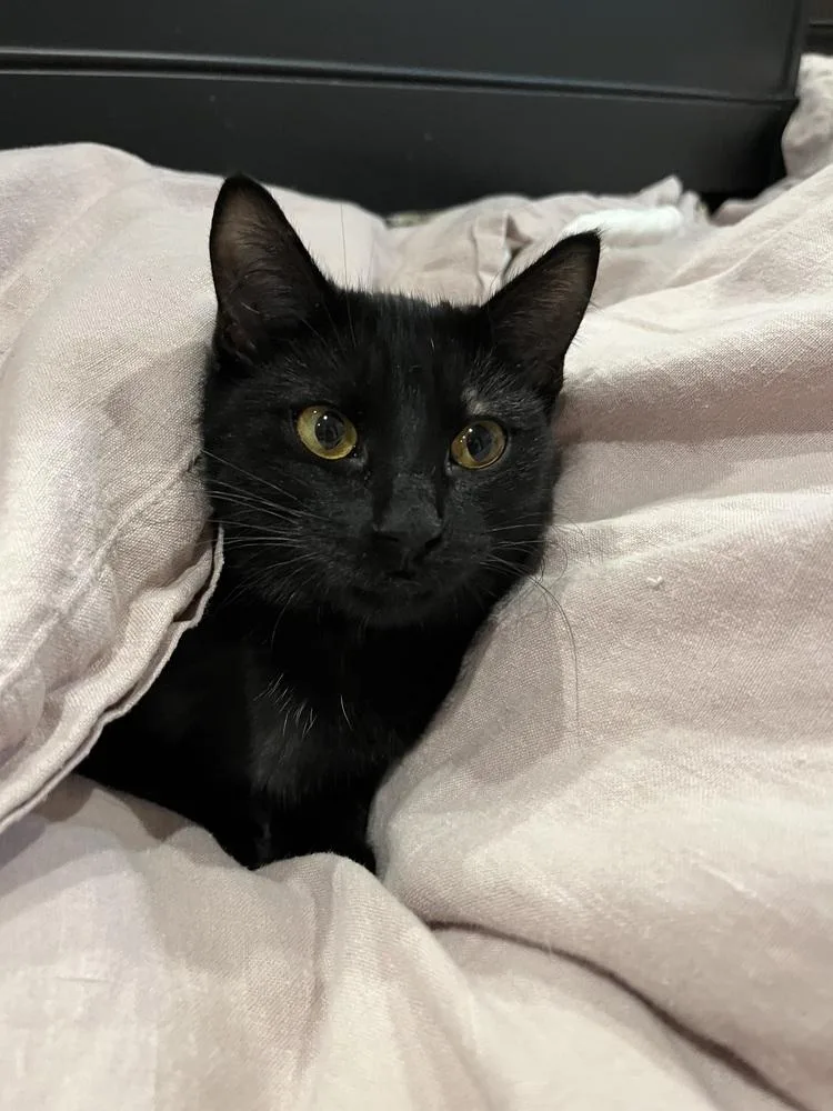 Bastet Aka Cinco Mello thumbnail 6