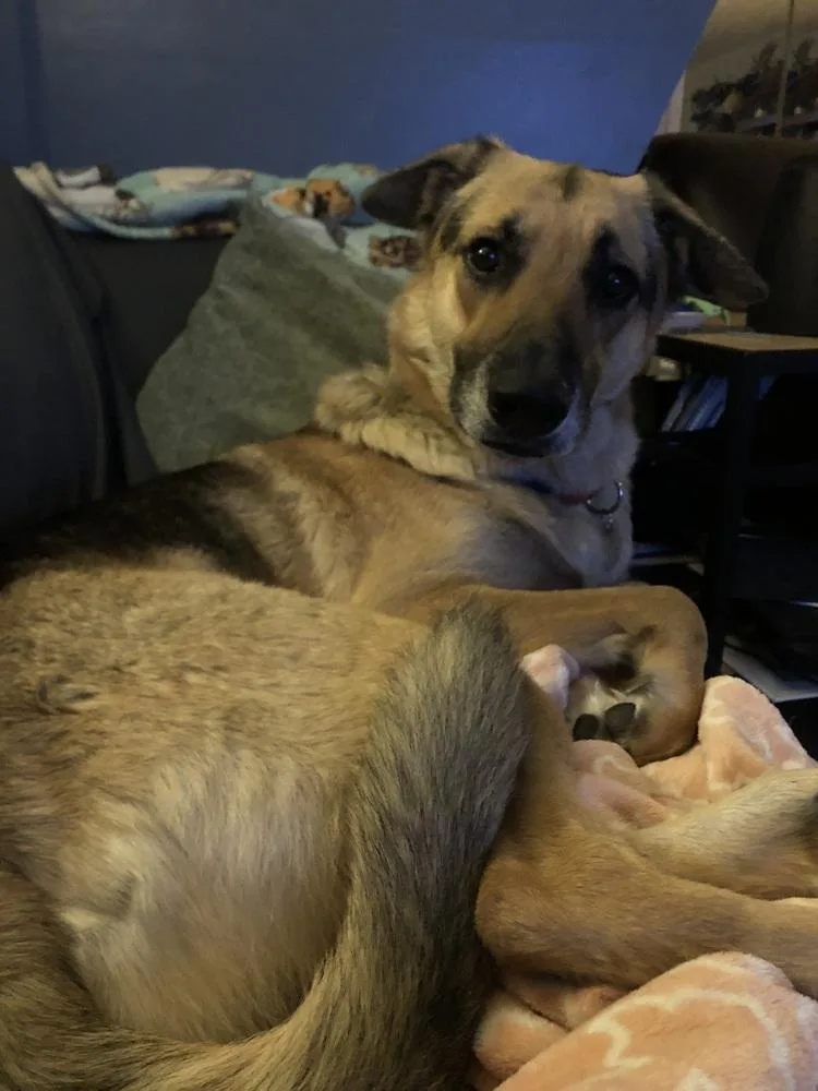 Happy Meal thumbnail 2