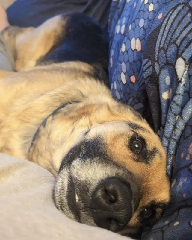 Happy Meal thumbnail 3