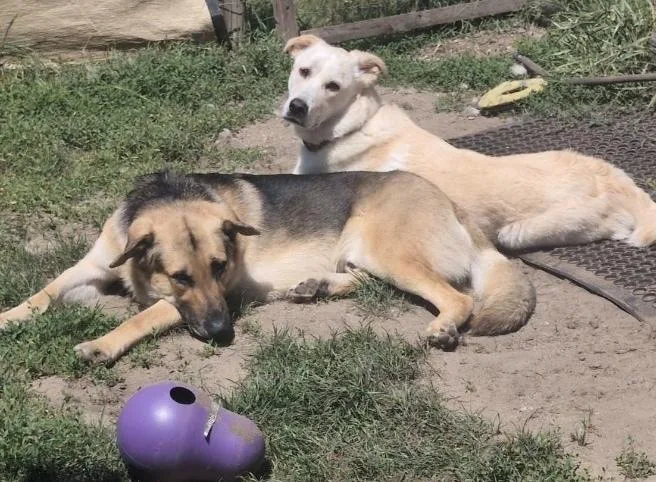 Happy Meal thumbnail 4