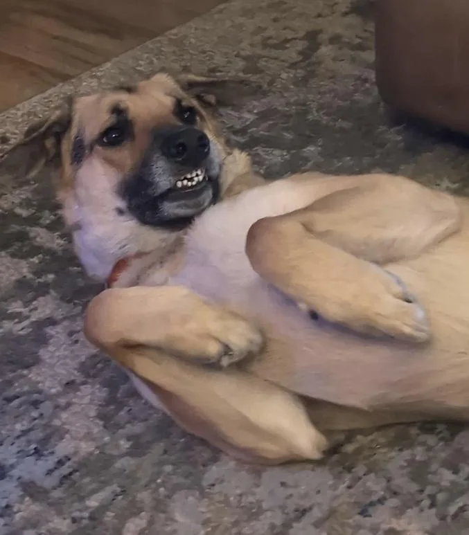 Happy Meal thumbnail 6