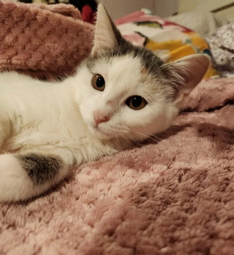 Popsicles thumbnail 2