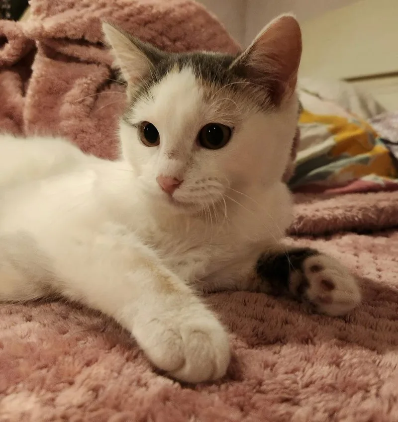 Popsicles thumbnail 3