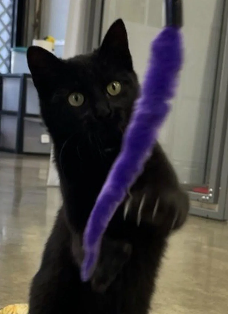 Minky  Small Cat thumbnail 2