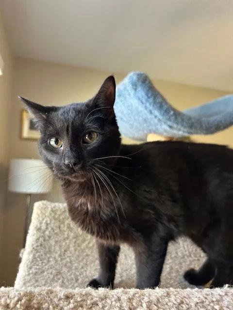 Minky  Small Cat thumbnail 3