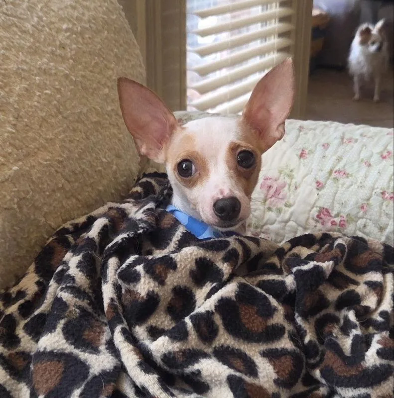 Maximillion thumbnail 3