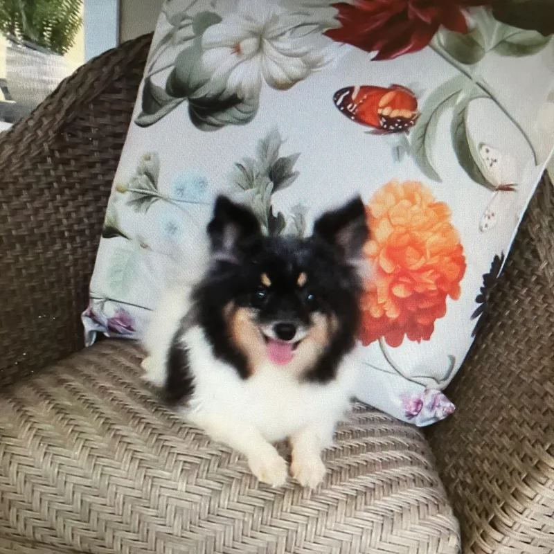 Carly Popspunky Monkey!