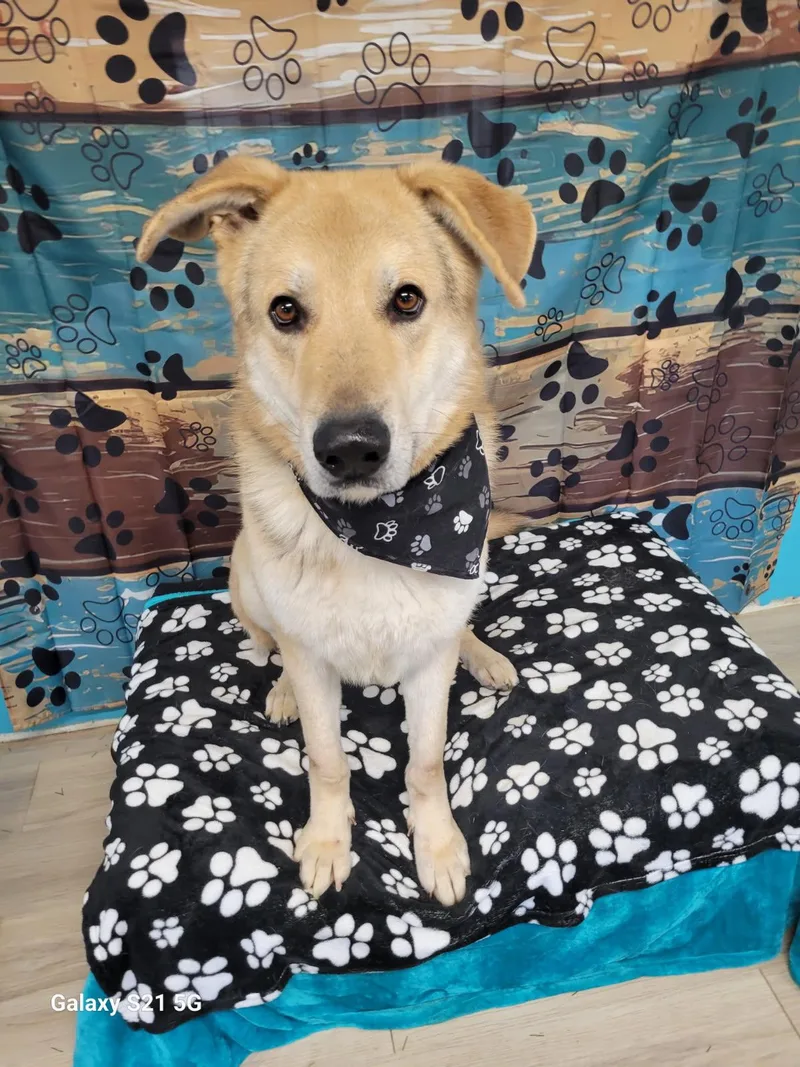 Yellow Lab   thumbnail 2