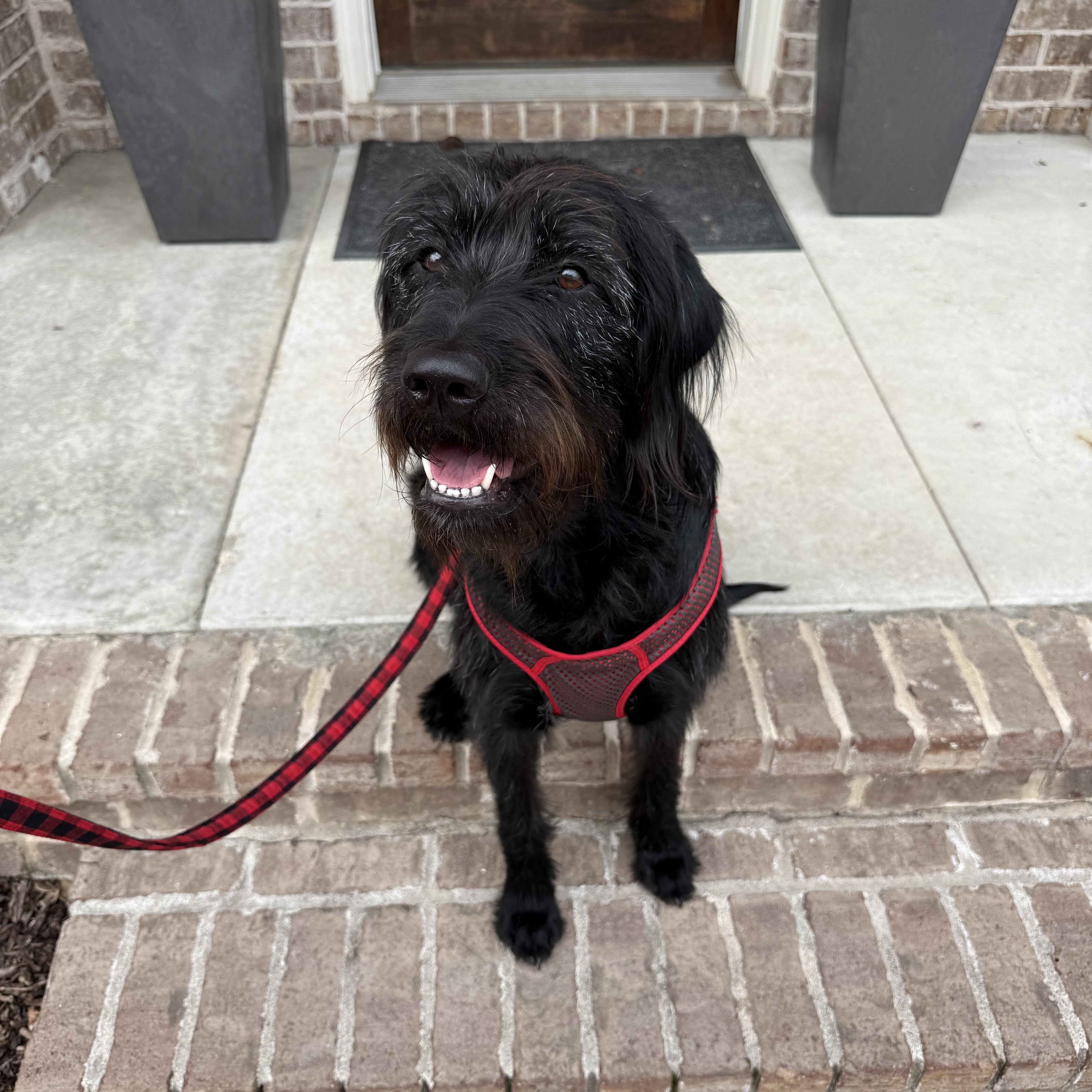 Stella Doodlesuper Smart! thumbnail 3