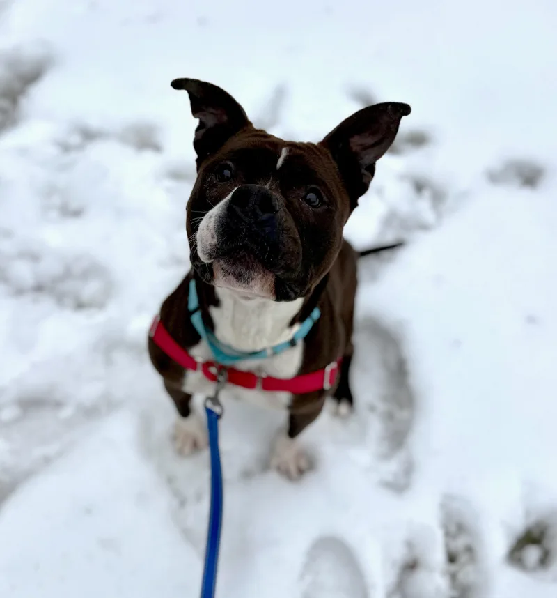 Mitzy Moo thumbnail 2