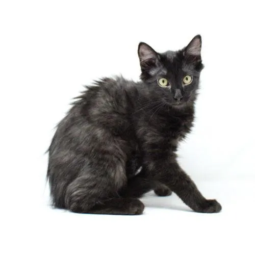 Delganich thumbnail 2