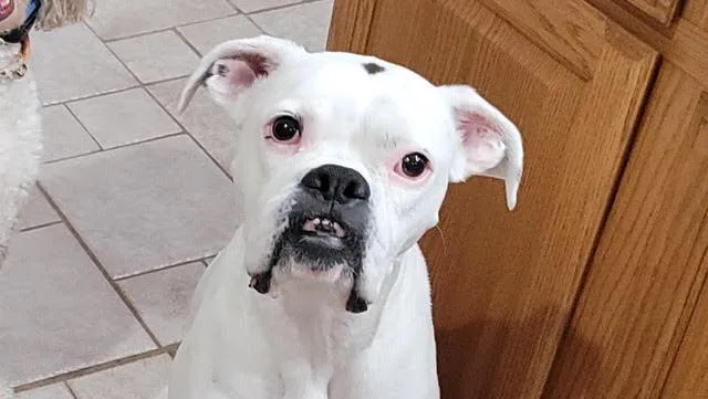 Lucy Viii thumbnail 2