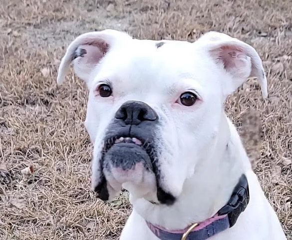 Lucy Viii thumbnail 3