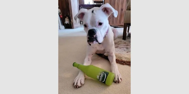 Lucy Viii thumbnail 4