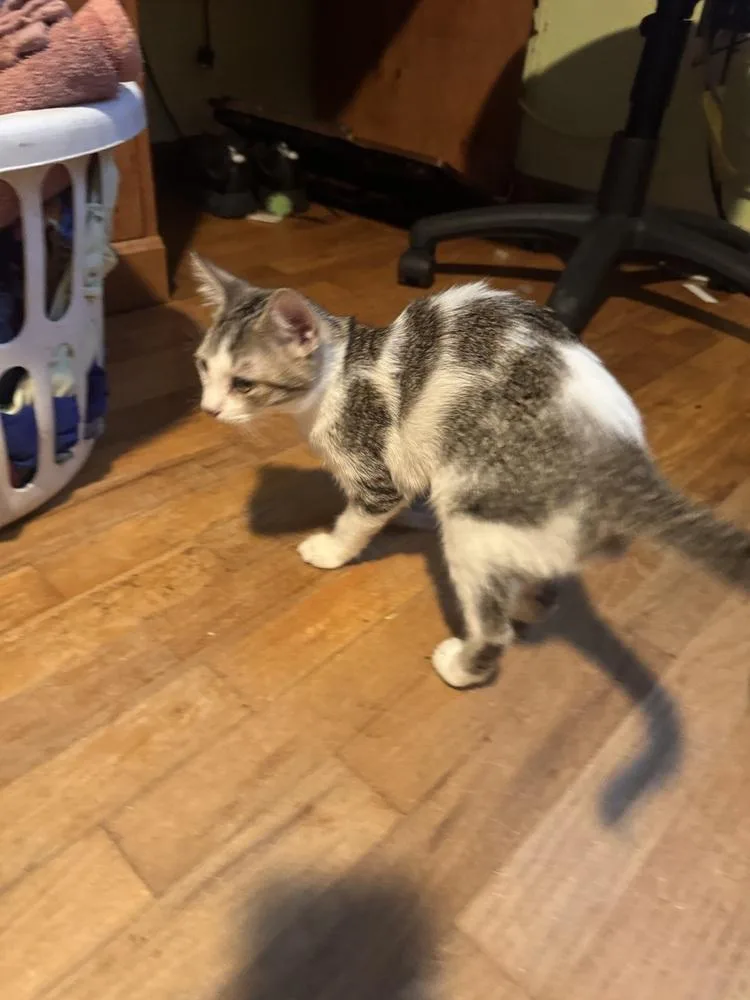 Pistol Annie thumbnail 2