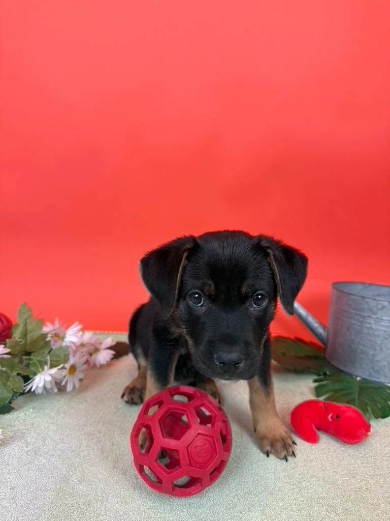 Heirloom thumbnail 3