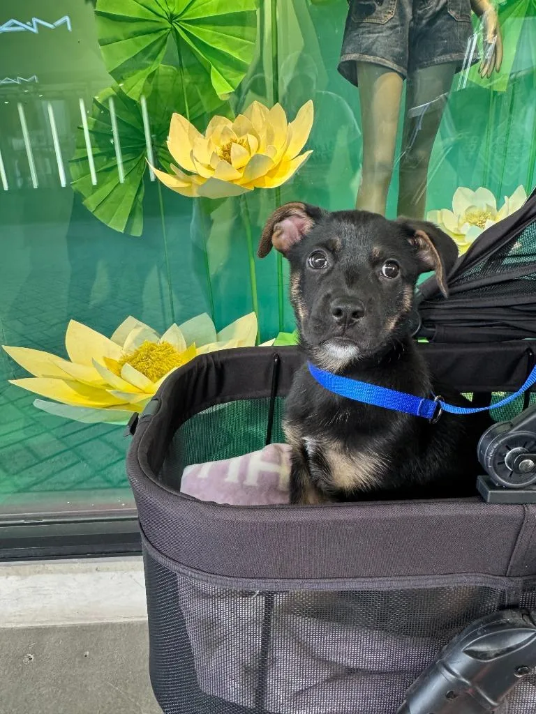 Heirloom thumbnail 6