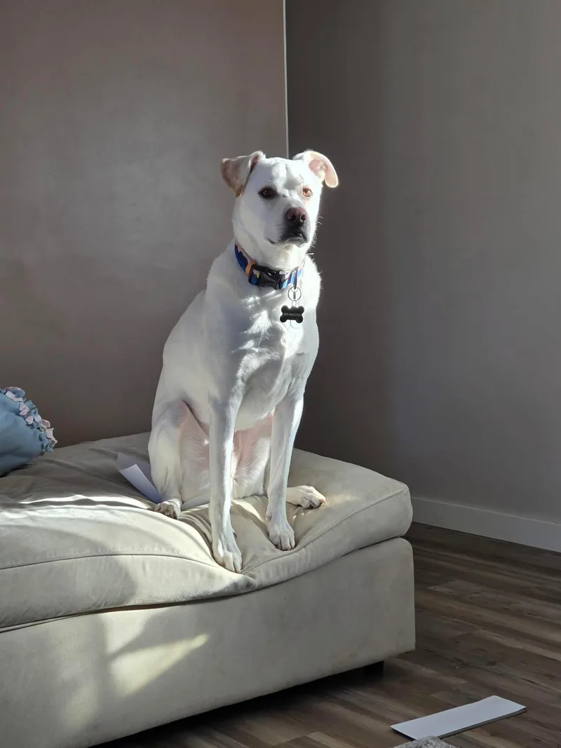 Wrangler  Courtesy Listing