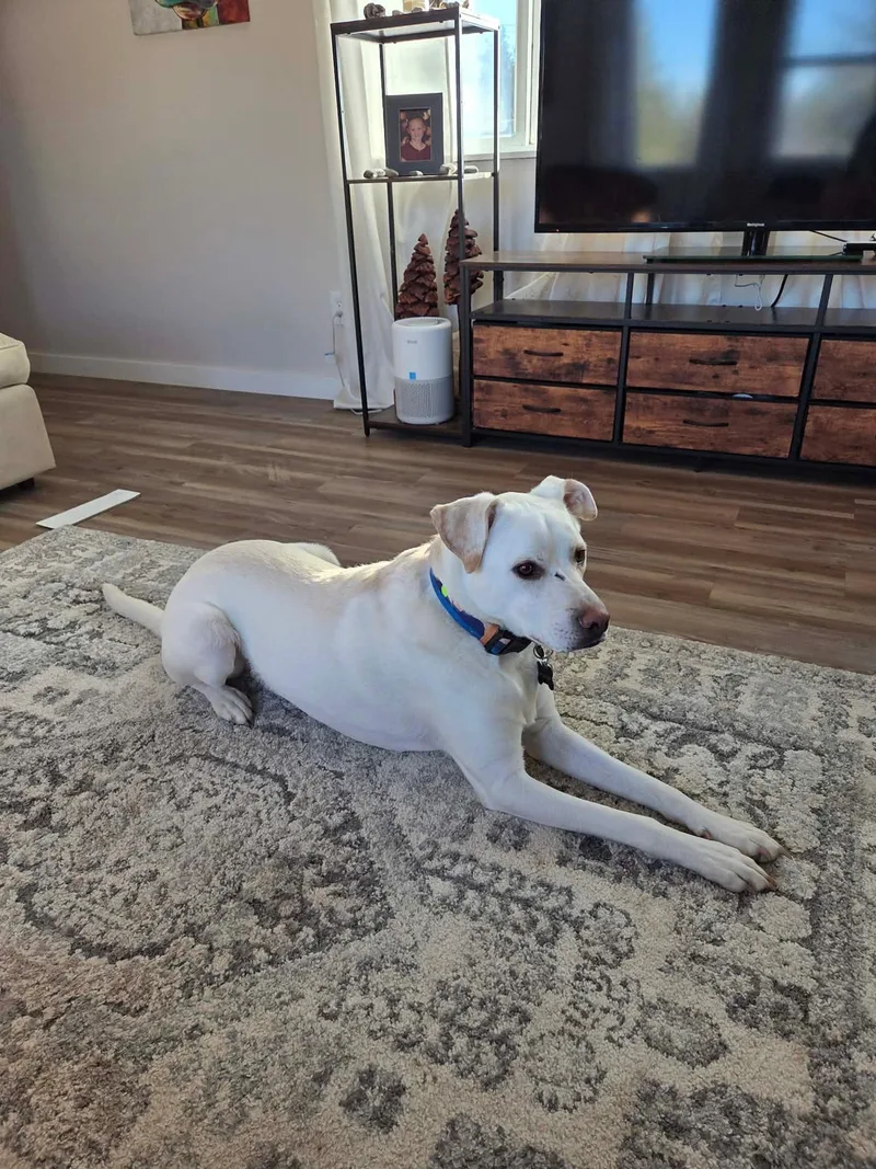 Wrangler  Courtesy Listing thumbnail 3