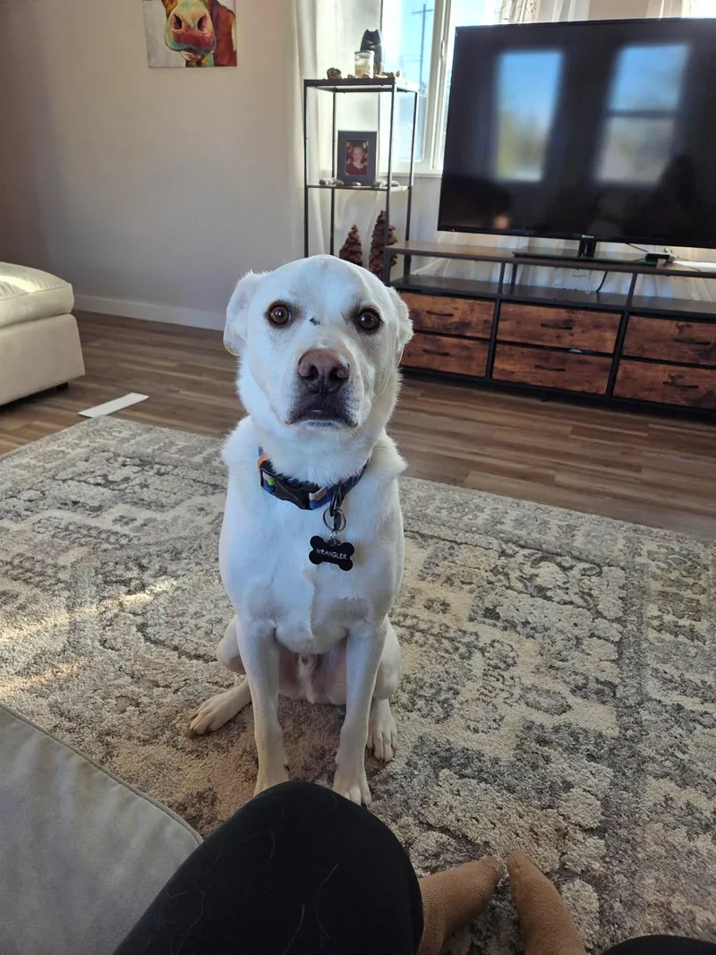 Wrangler  Courtesy Listing thumbnail 4