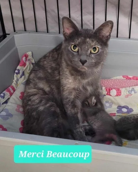 Merci Beaucoup thumbnail 2