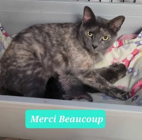 Merci Beaucoup thumbnail 3