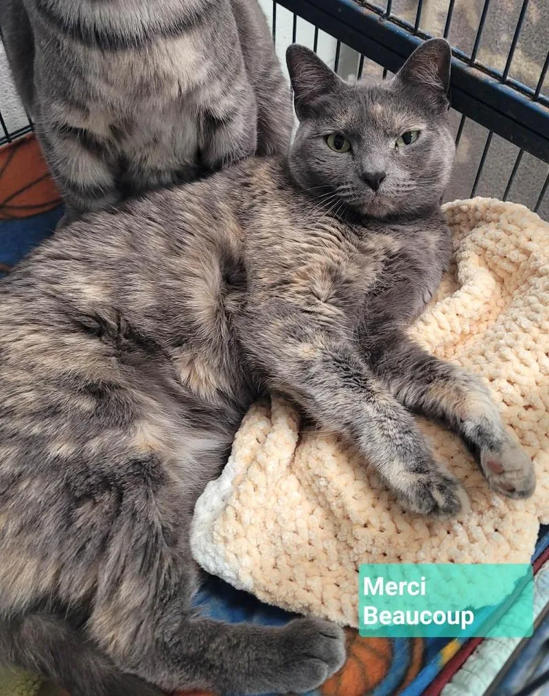 Merci Beaucoup thumbnail 5