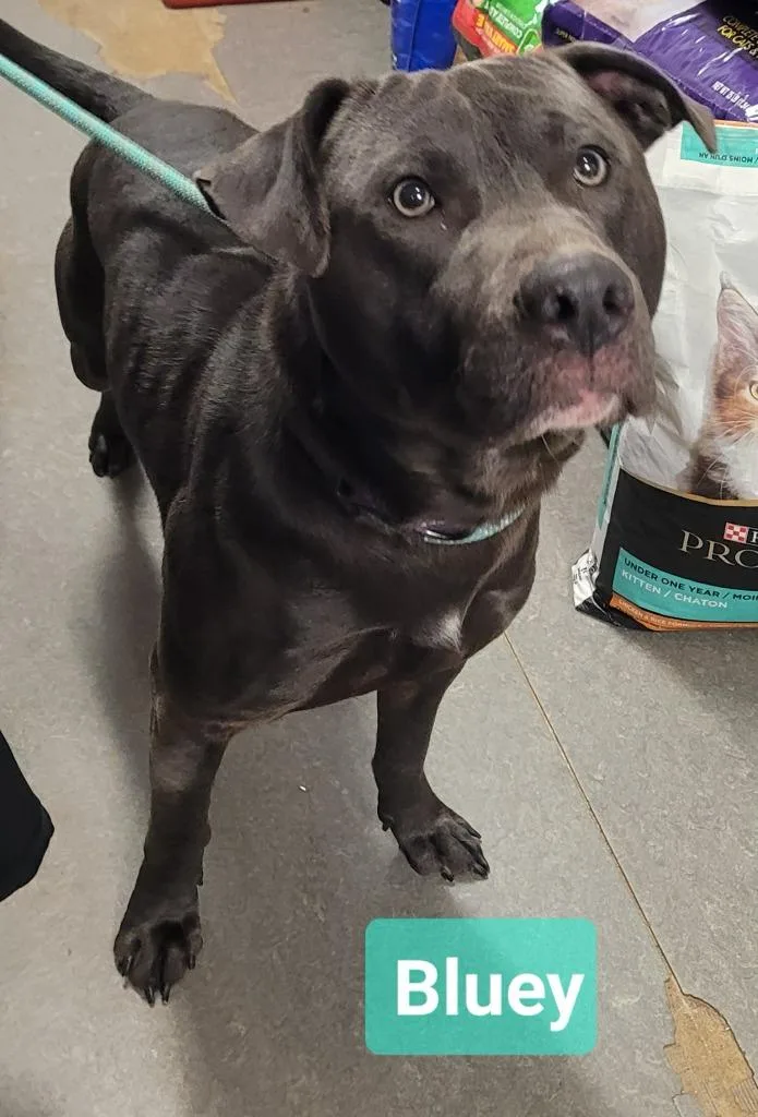 Bluey thumbnail 2