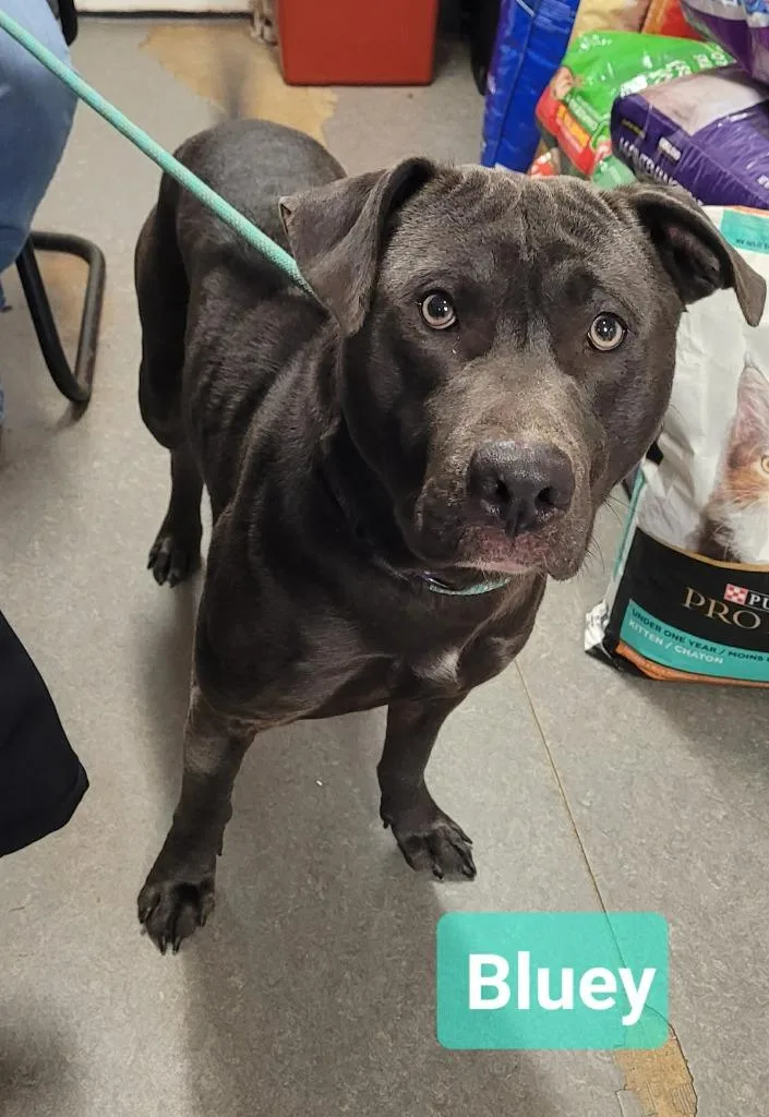 Bluey thumbnail 3