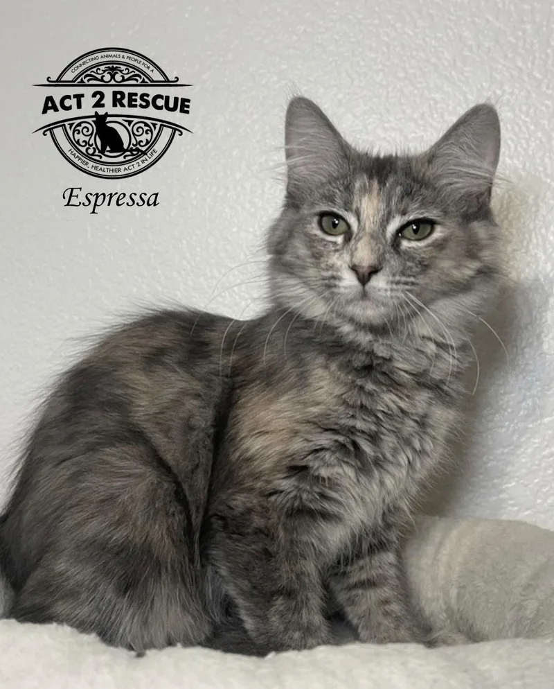 Espressa thumbnail 2