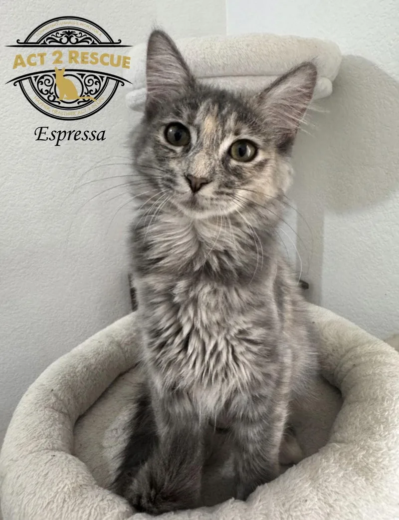 Espressa thumbnail 3