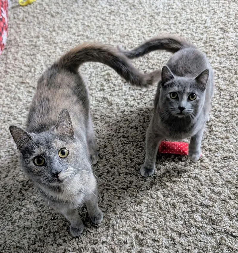 Brown Sugar &  thumbnail 2