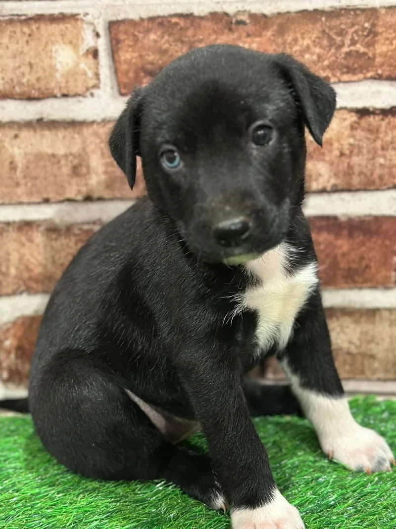 Flurry Eg In Ms thumbnail 2