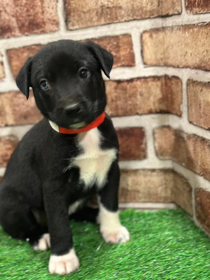 Flurry Eg In Ms thumbnail 3