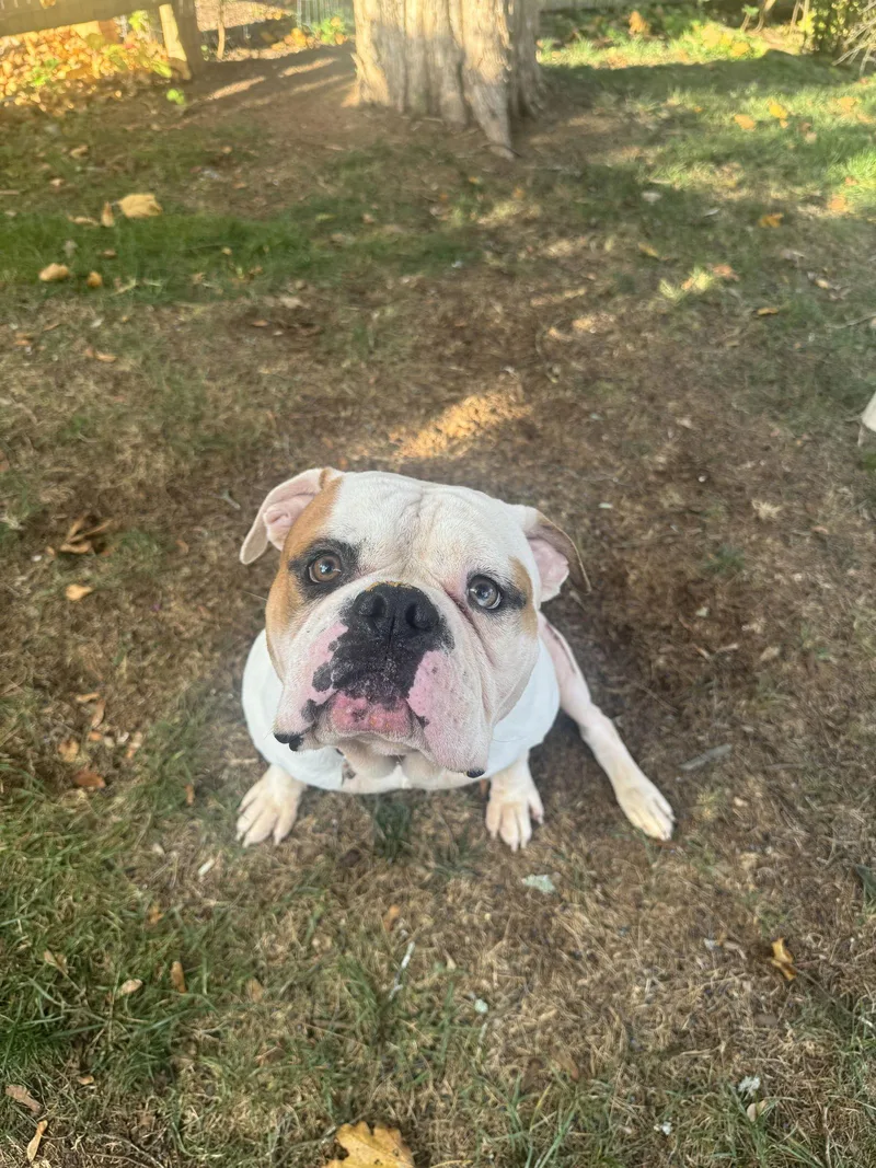 Ferdinand thumbnail 2