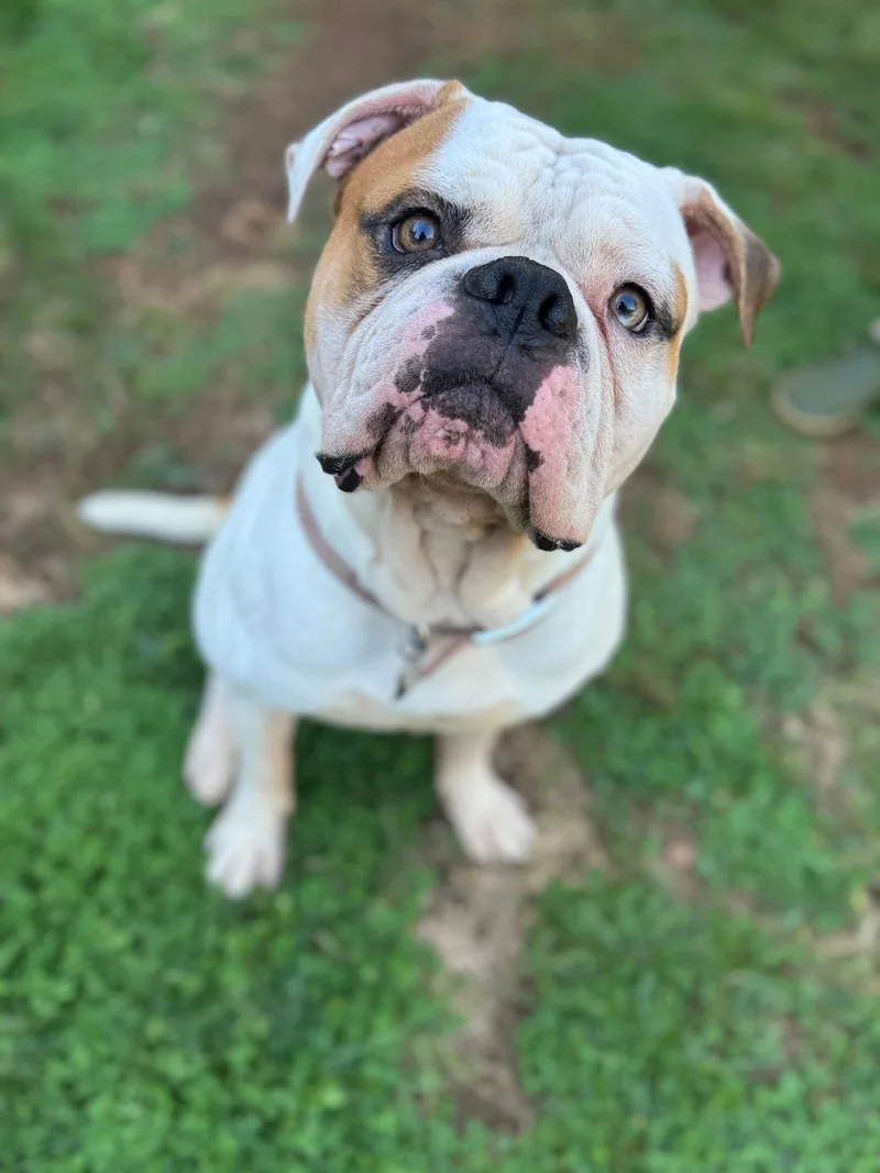 Ferdinand thumbnail 3