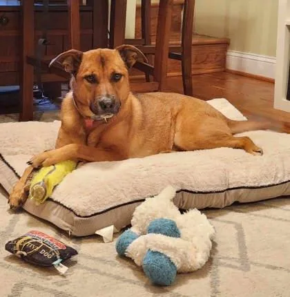 Cooksi_la thumbnail 2