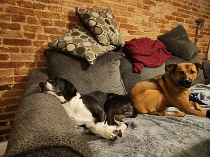 Cooksi_la thumbnail 3