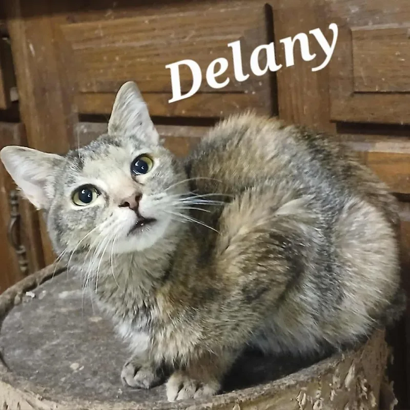 Delany
