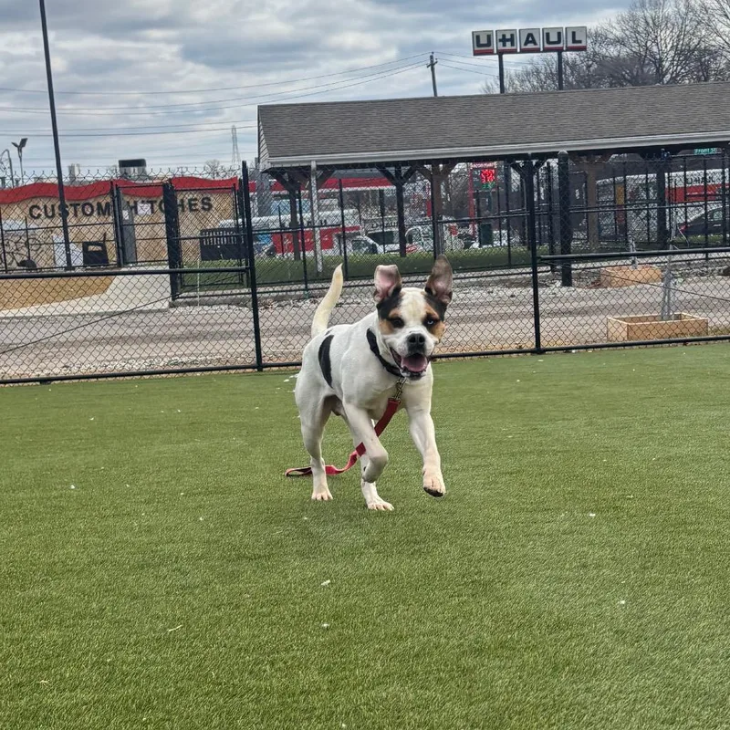 Julius "orange" Caesar