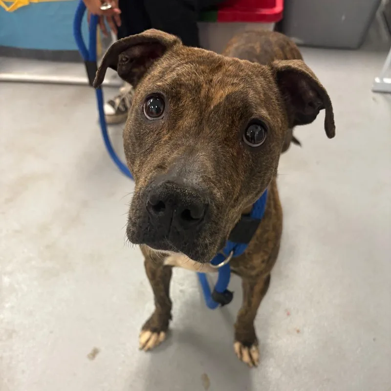 Doctor Beef thumbnail 2