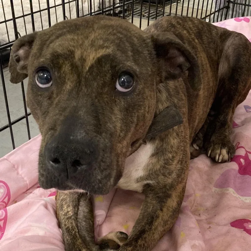 Doctor Beef thumbnail 3