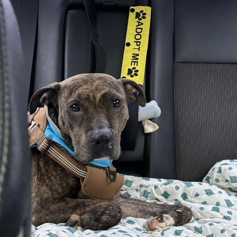 Doctor Beef thumbnail 4